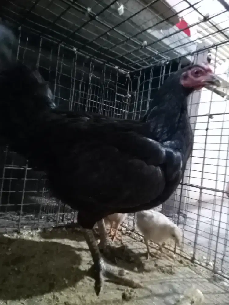 Betina kampung produksi
