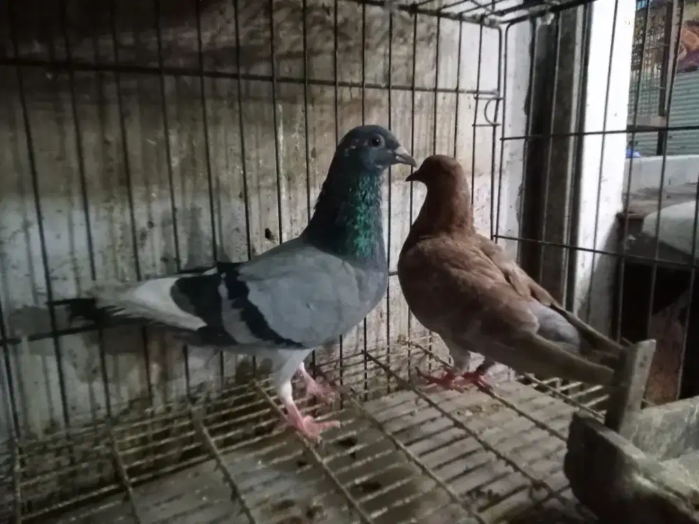 Burung dara pasangan