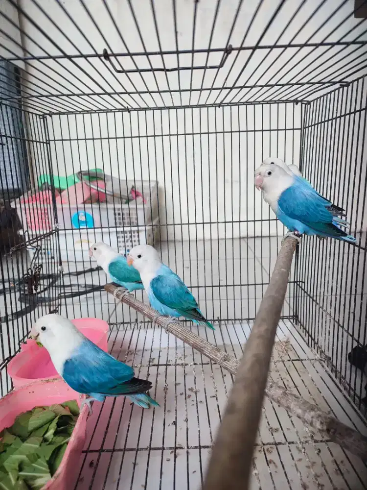 Lovebird biola blue