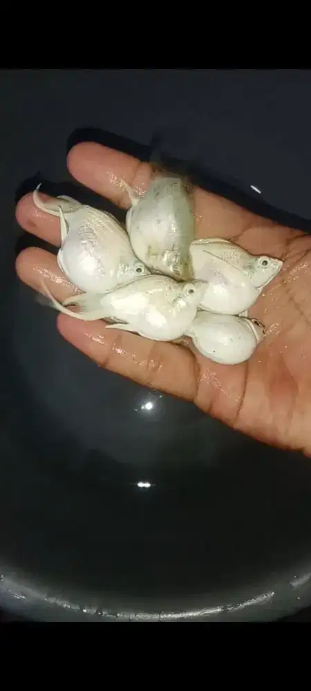 Moly Platinum induk