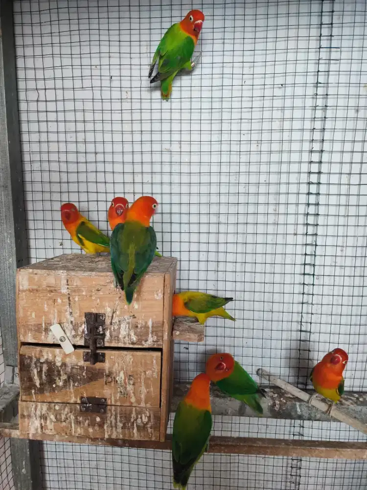 lovebird biola green dewasa