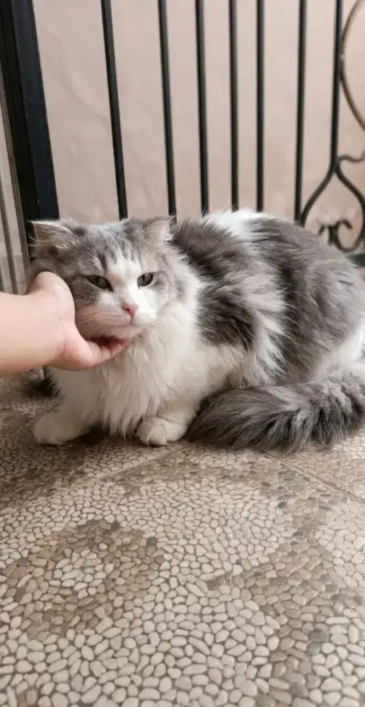 Scottish single fold Longhair jantan