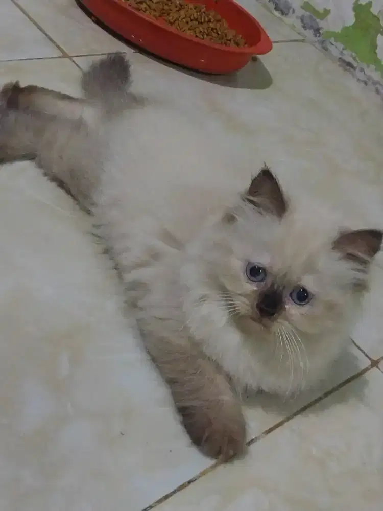 Kitten Himalaya Betina Usia 2 Bulan