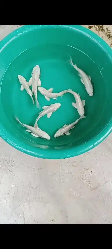 Koi Platinum selayer 8 ekor