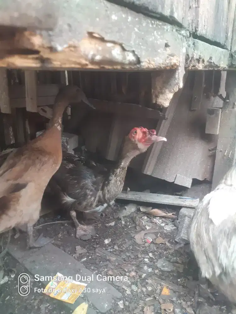 Entok/menilla rambo jantan