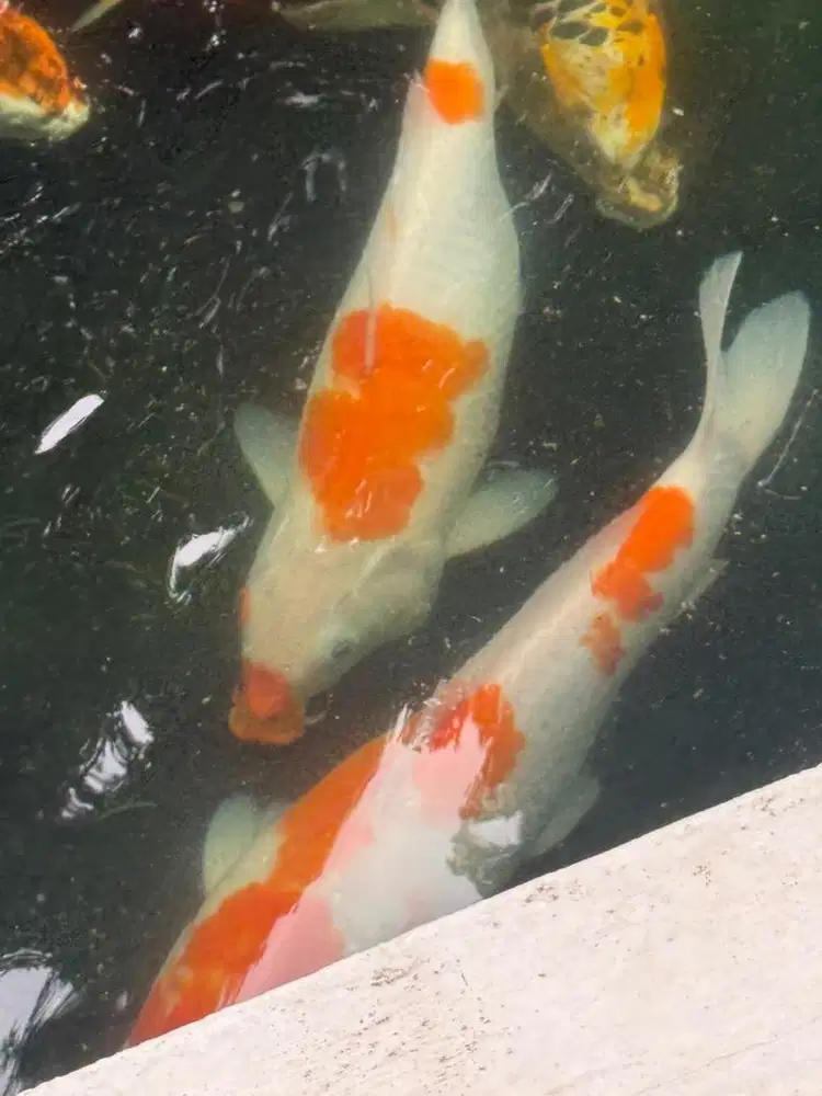 Koi Kohaku 30cm up 100rb murah