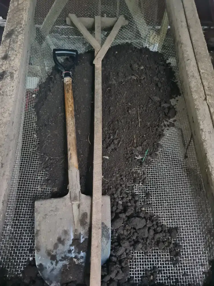 Ngayak kohe sapi buat pupuk