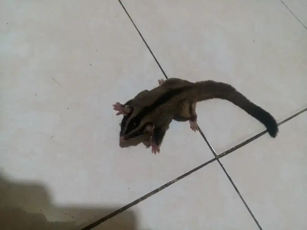 Sugar Glider Classic Grey Jantan