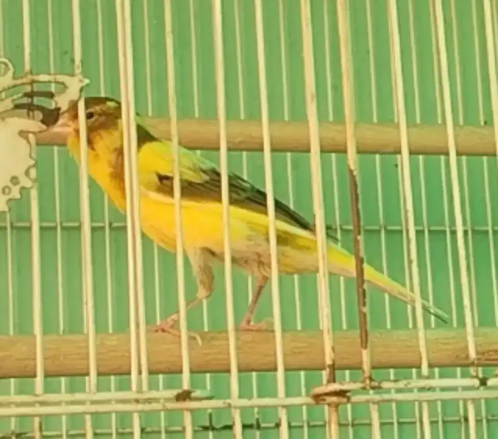 Burung kenari gacor dor warna cerah, buat masteran jalak kacer murai
