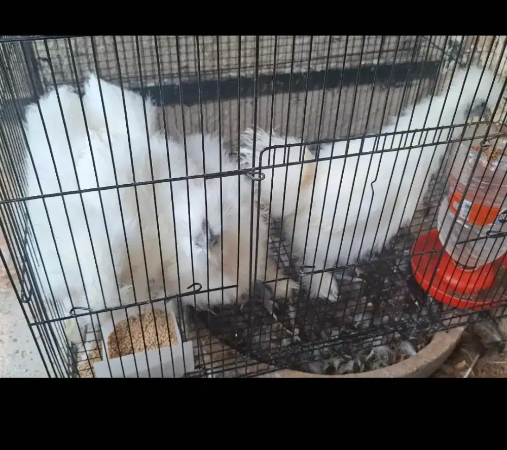 Ayam American Silkie Putih 3 Bulanan
