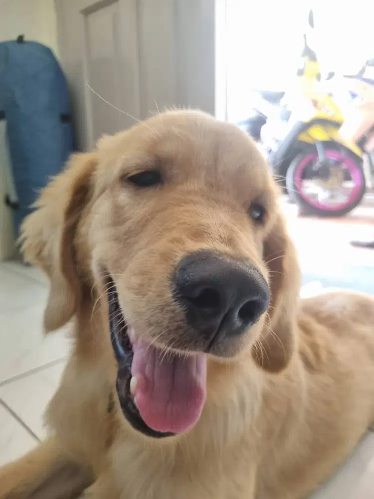Golden retriver