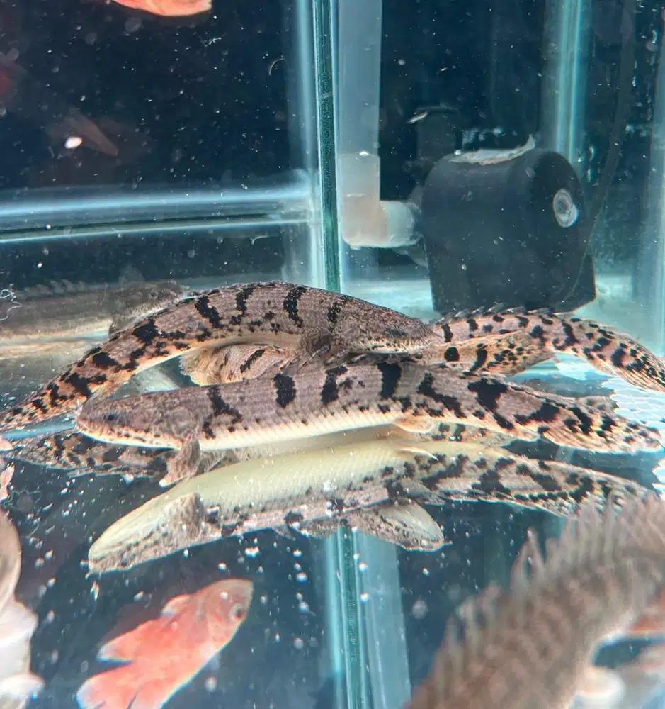 dijual cepat palmas delhezi 18 cm fish/ikan predator,tankmate