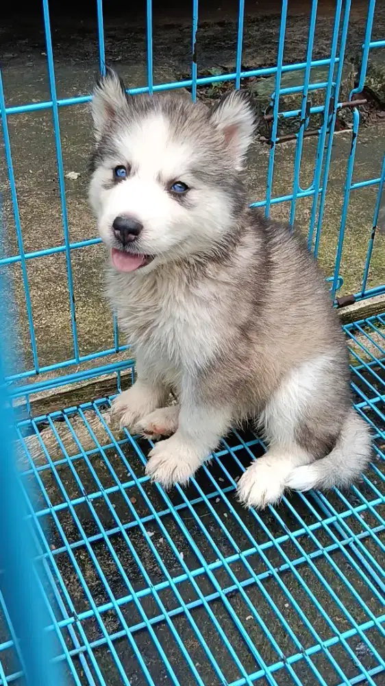 Siberian Husky Malamute Bigbone