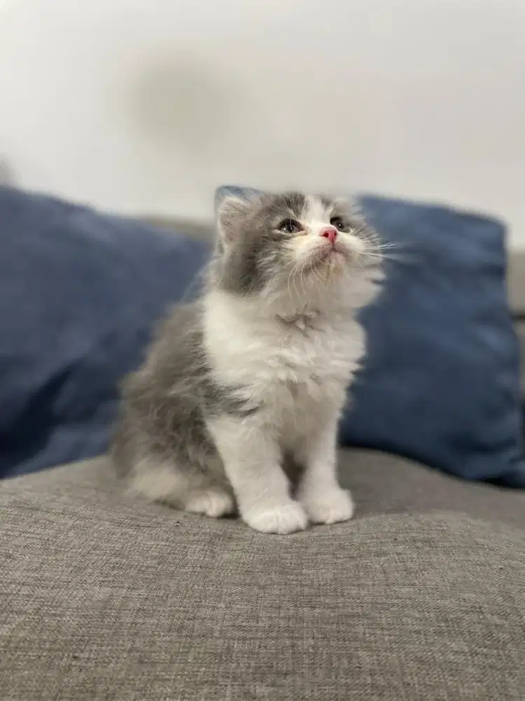 Anak Kucing Kitten British Long Hair Munchkin Putih Abu