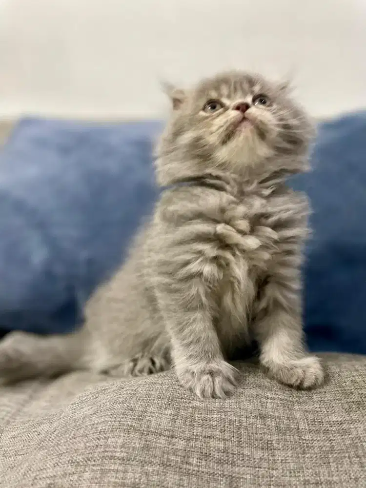 Anak Kucing Kitten British Long Hair Munchkin Grey 1