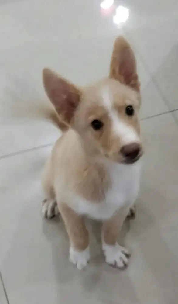 Anjing peliharaan