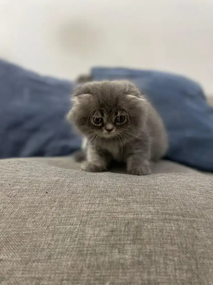 Anak Kucing Kitten British Long Hair Munchkin Abu 2