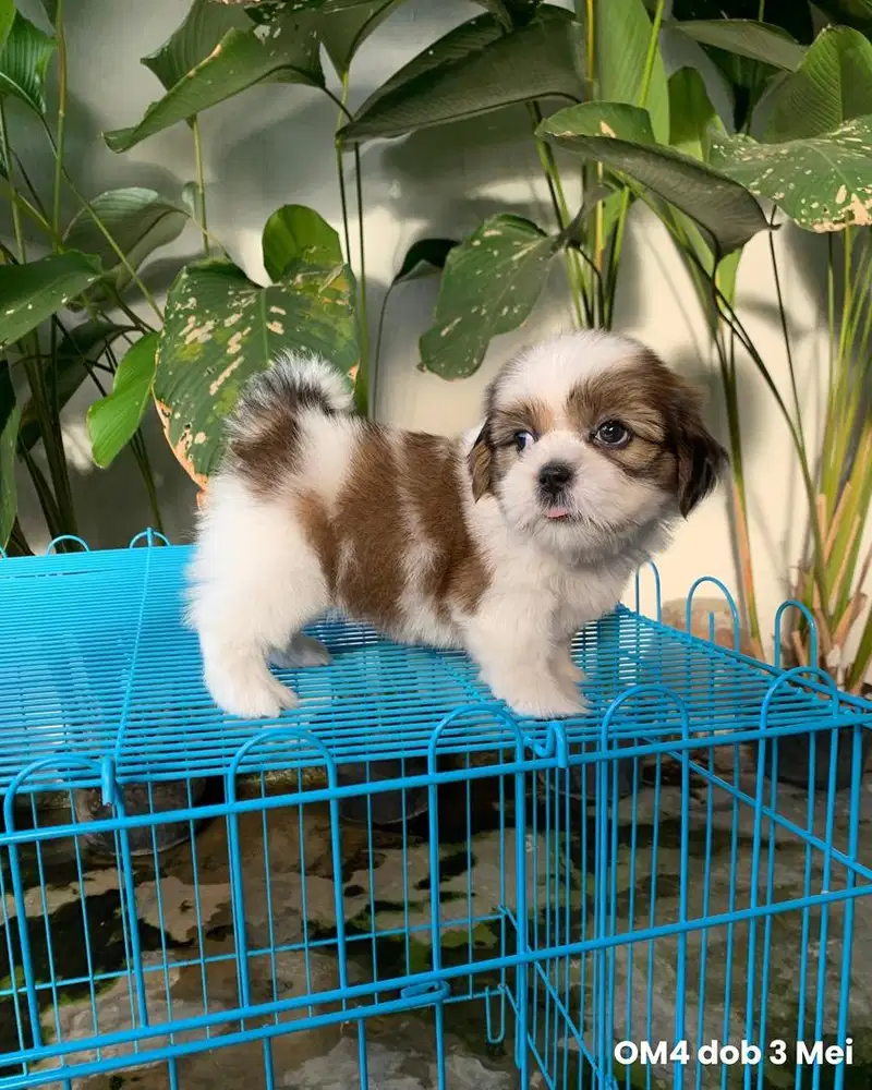 surabaya Anjing shihtzu shih tzu shitzu shitsu sitzhu