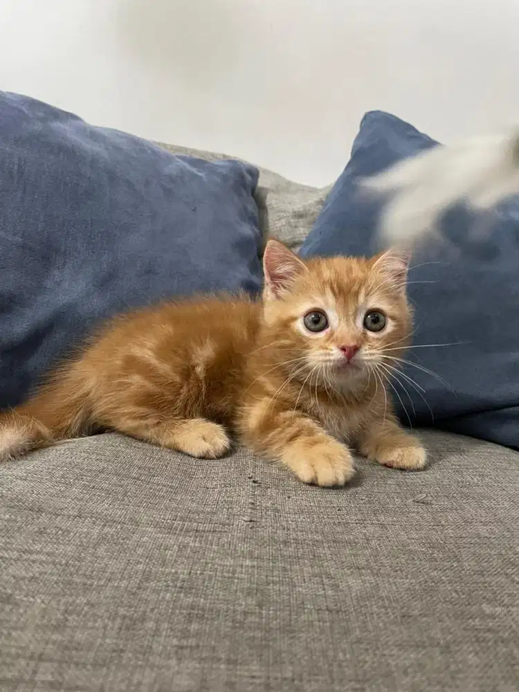 Anak Kucing Kitten Munchkin BSH British Short Hair Orange