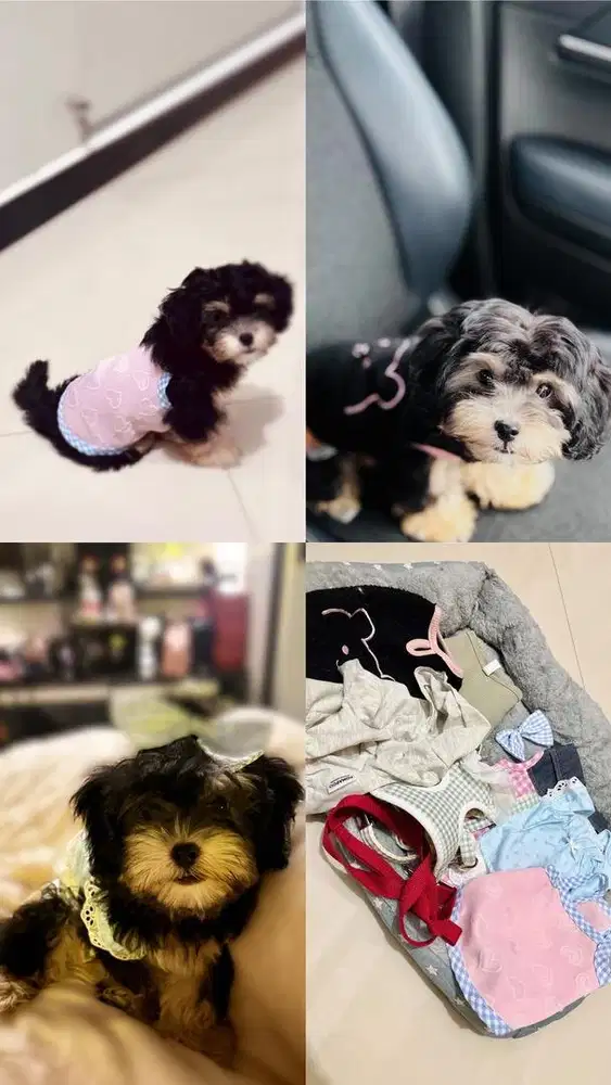 Anjing shitzuu mix poodle