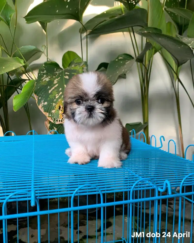 surabaya Anjing shihtzu shih tzu shitzu shitsu sitzhu