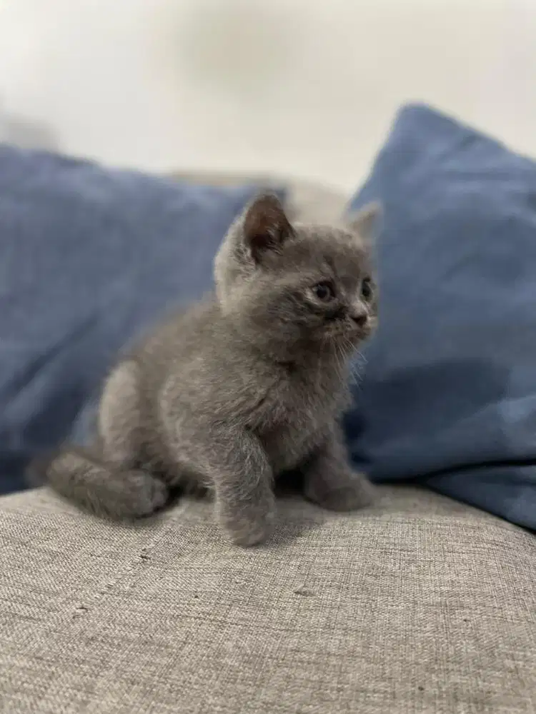 Anak Kucing Kitten BSH British Short Hair