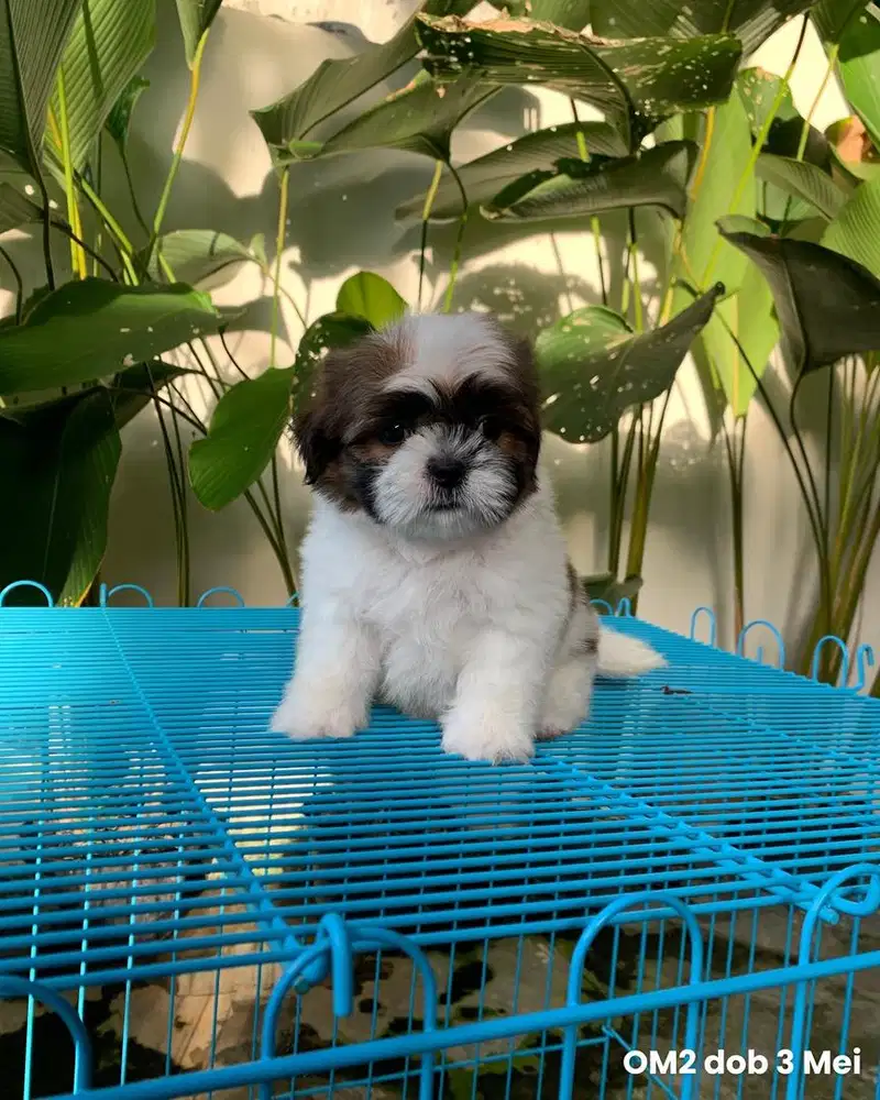 surabaya Anjing shihtzu shih tzu shitzu shitsu sitzhu
