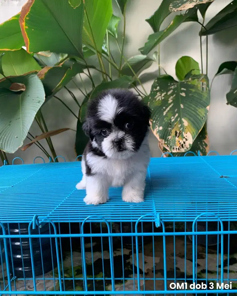 surabaya Anjing shihtzu shih tzu shitzu shitsu sitzhu