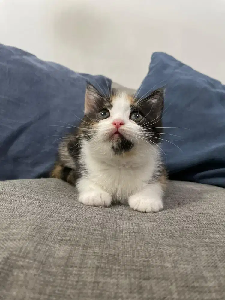 Anak Kucing BSH British Short Hair Calico