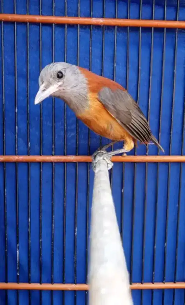Burung pitohui papua