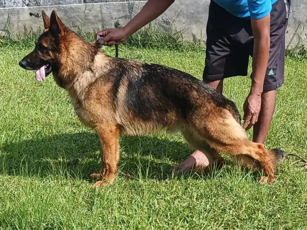 GSD / Herder / German Sheppard dog