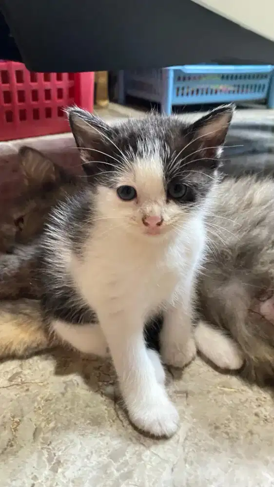 LA kucing 3 kitten/anakan dan 1 induk betina