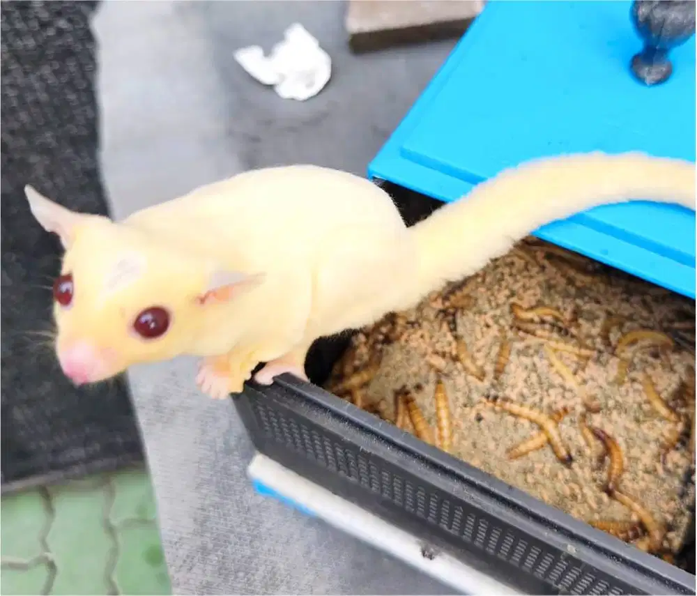 Sugar Glider putih mata ruby jinak lucu sehat SG langka