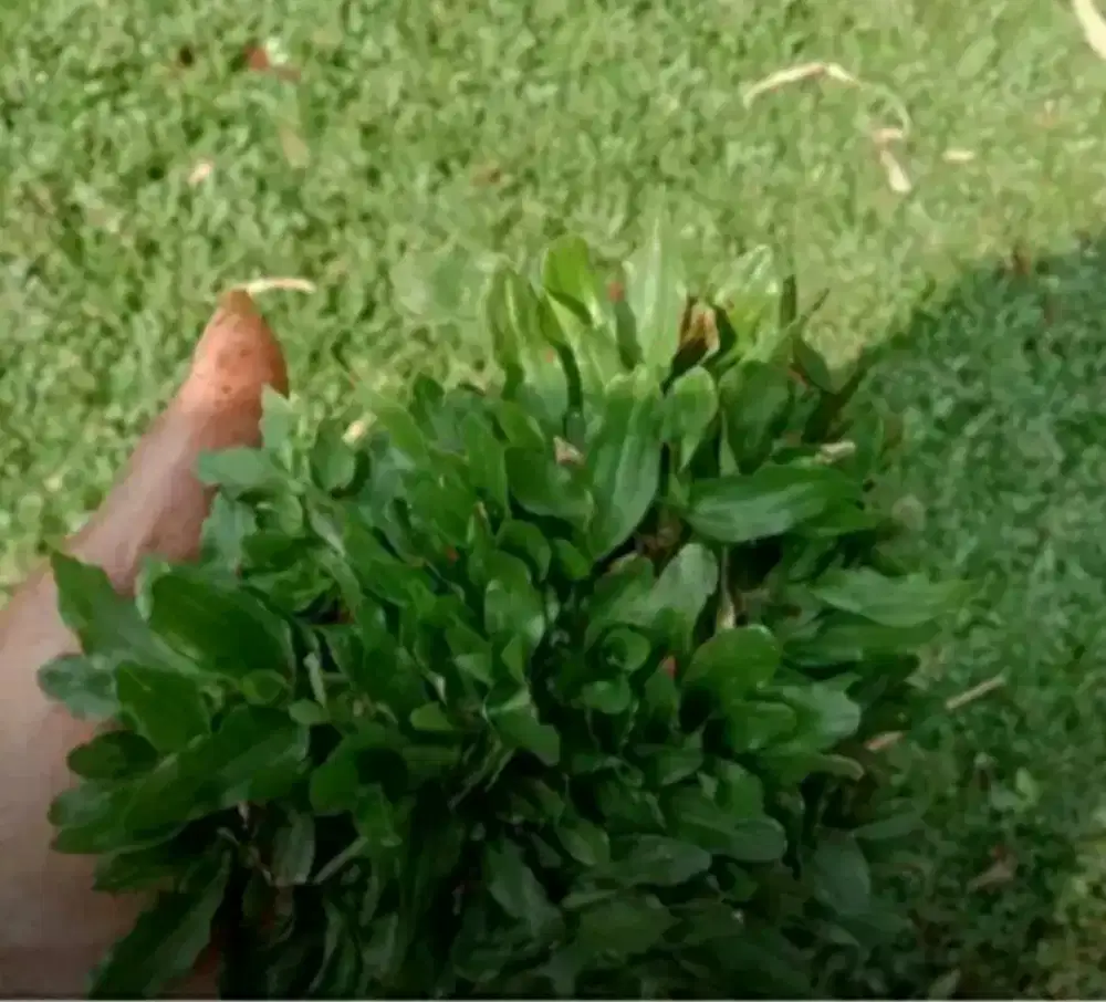 Rumput gajah mini