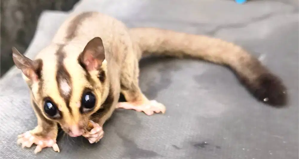 Sugar Glider coklat ekor hitam jinak lucu sehat SG unik