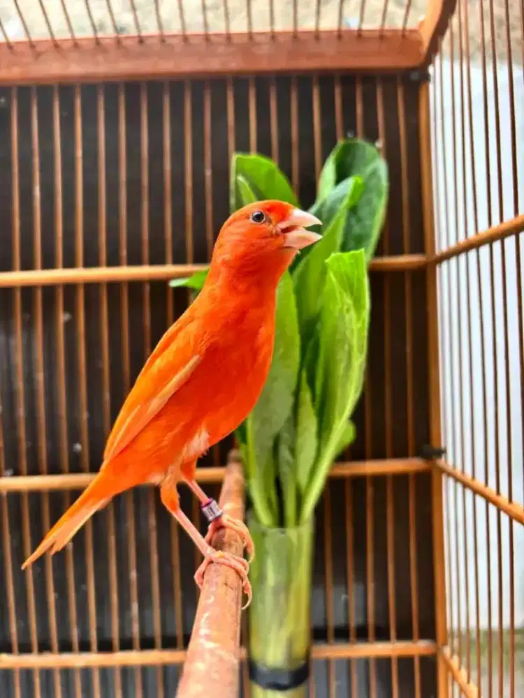 Burung kenari merlok gacor siang malam