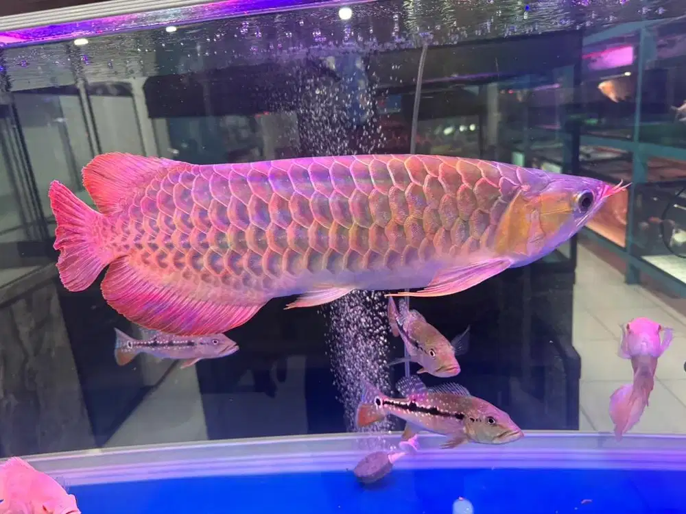 Arwana super red 50 cm