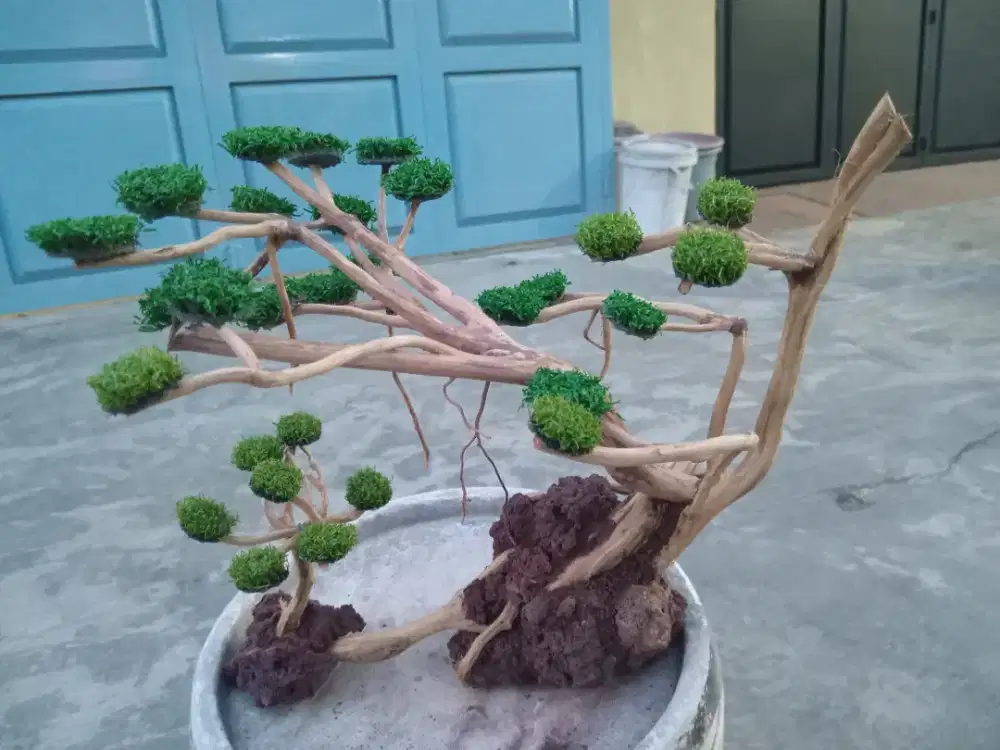 Hiasan aquarium bonsai 06