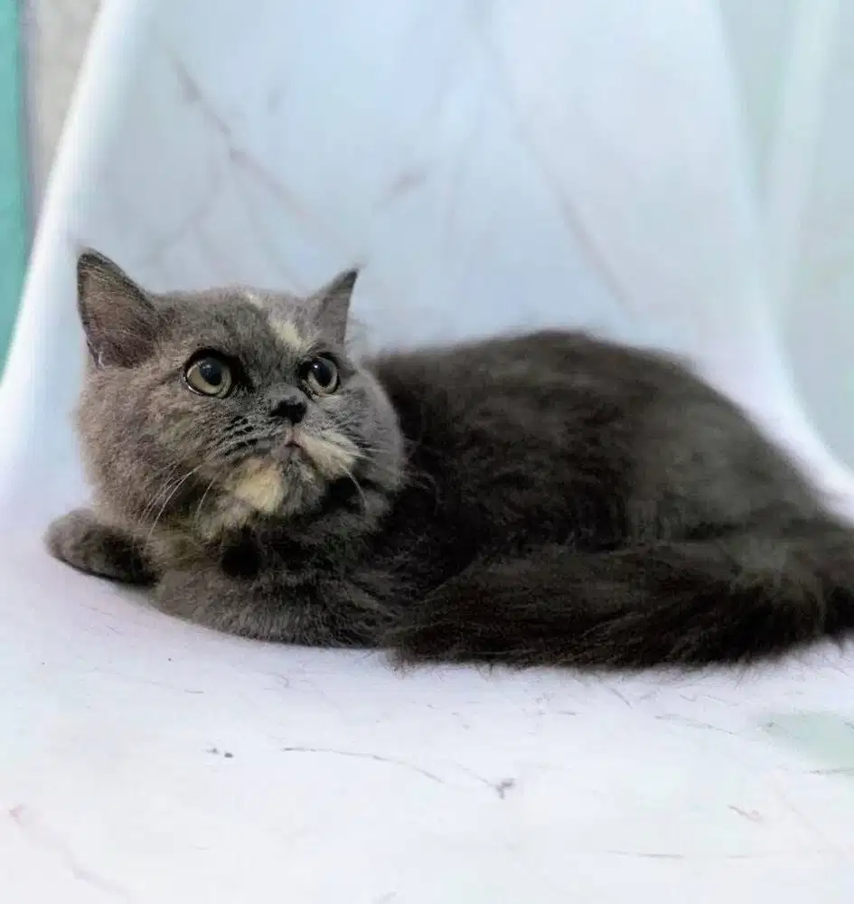 Kucing kitten British longhair Bluetortie Gembul