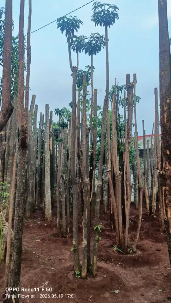 Pohon Pule geruping 4-5 batang geruping/ tinggi 4 meter