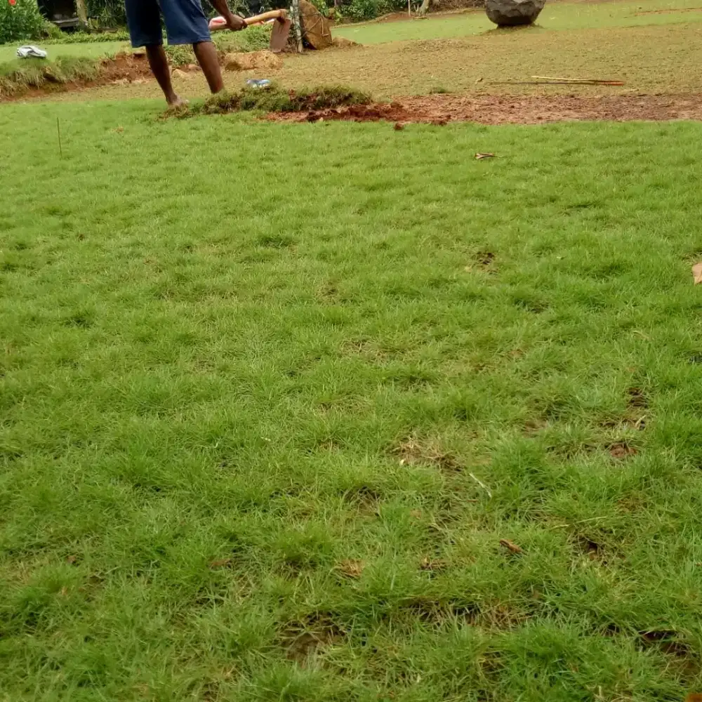 Rumput jepang/Peking