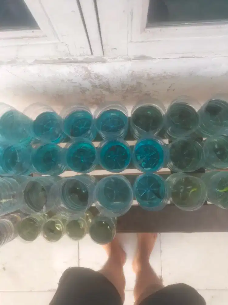 Ikan cupang banyak jenis