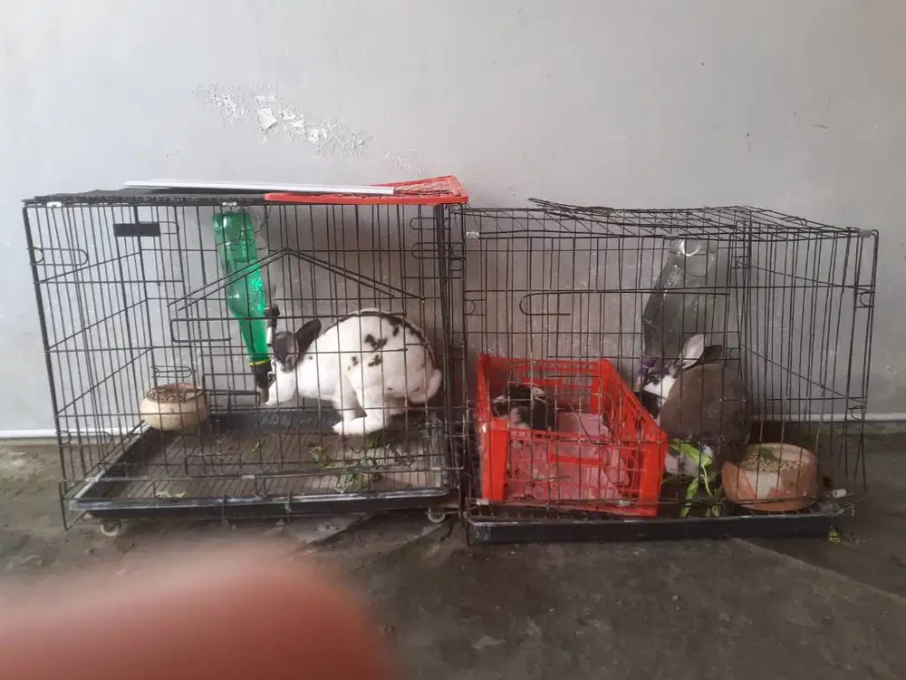 Kelinci Tirex Sepasang dan Anakan Lucu