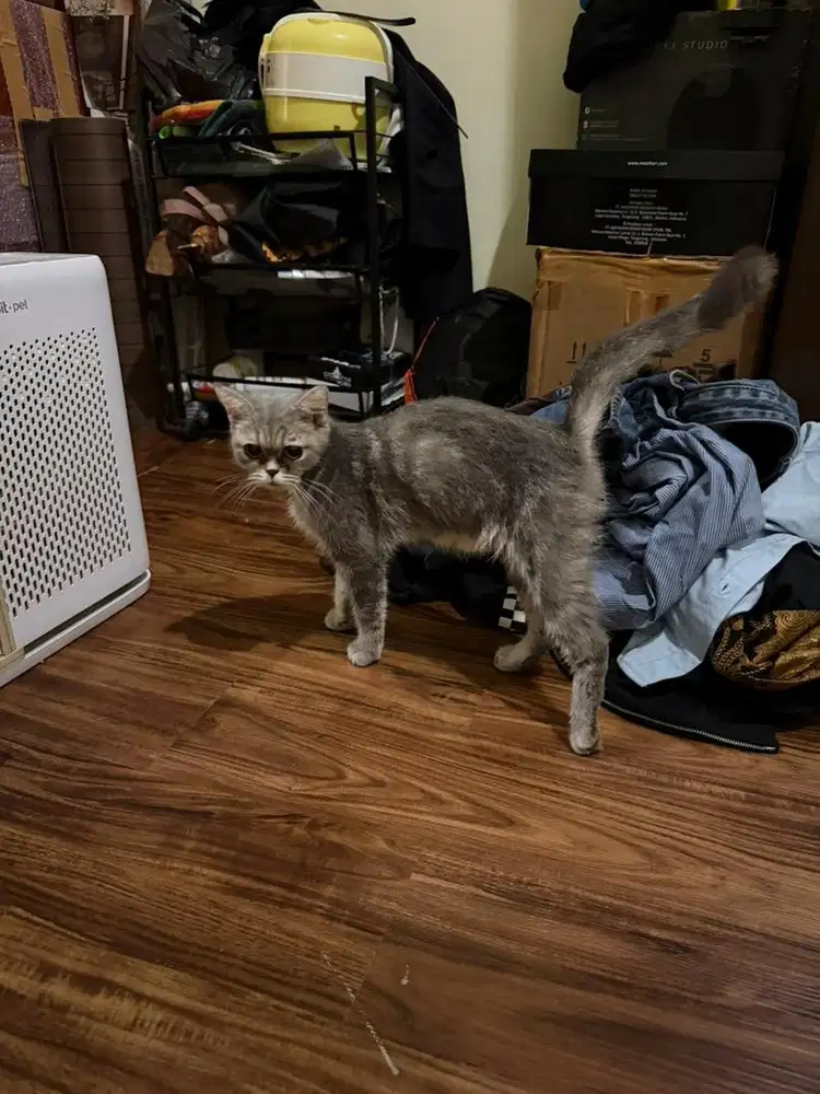 Kucing british short hair