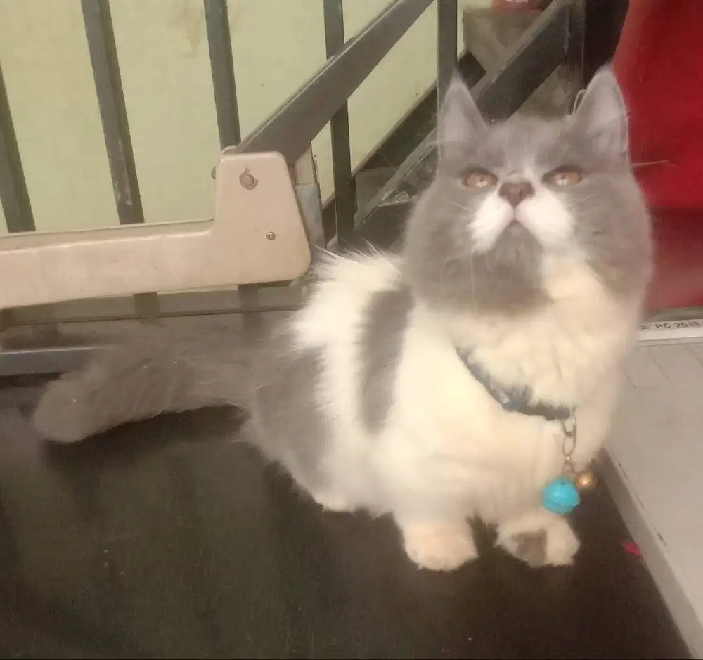 Jasa pacak Kucing Munchkin