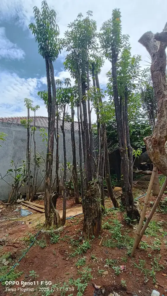 Pohon Pule tinggi 4 meter - tanaman Pule geruping 4 meter