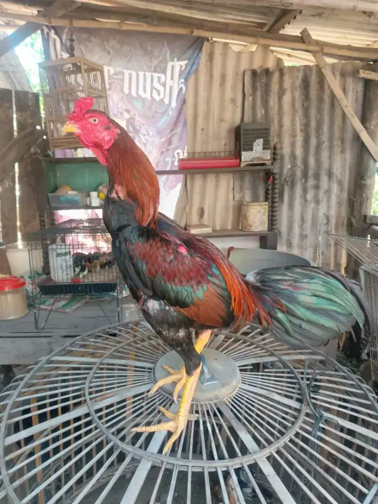 Ayam Bangkok muda