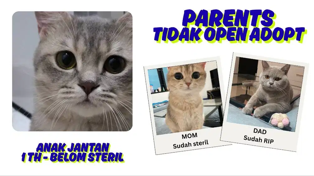 BSH Jantan 1 Tahun Blue Silver Tabby