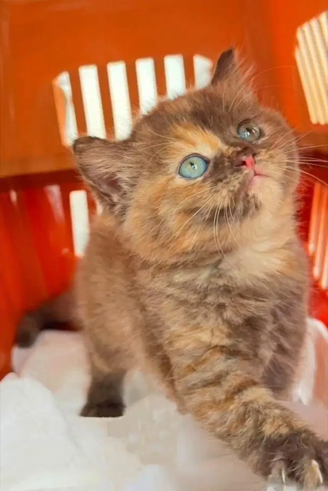 Kitten bsh cinnamon tortie blue eyes