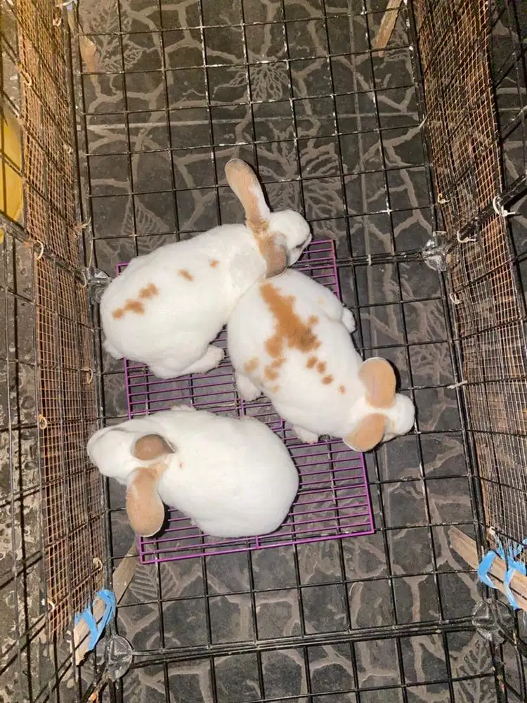 Kelinci rex anakan murah